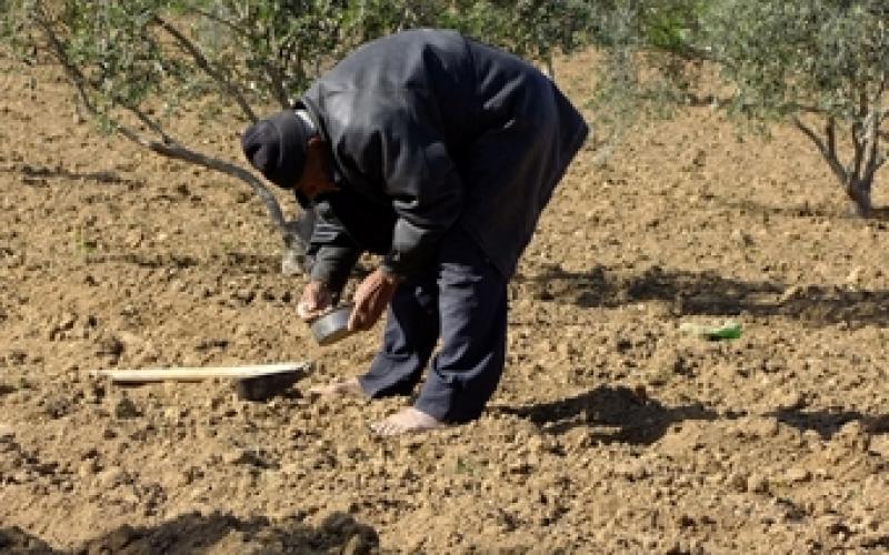 أبو العبد.. يزرعُ أرضه وحيداً بلا سند