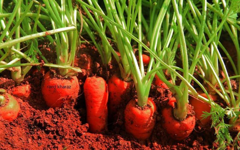 صور: الطبيعة في سهل البقيعة شرقي طوباس