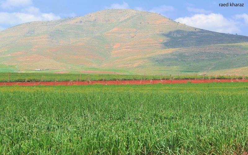 صور: الطبيعة في سهل البقيعة شرقي طوباس