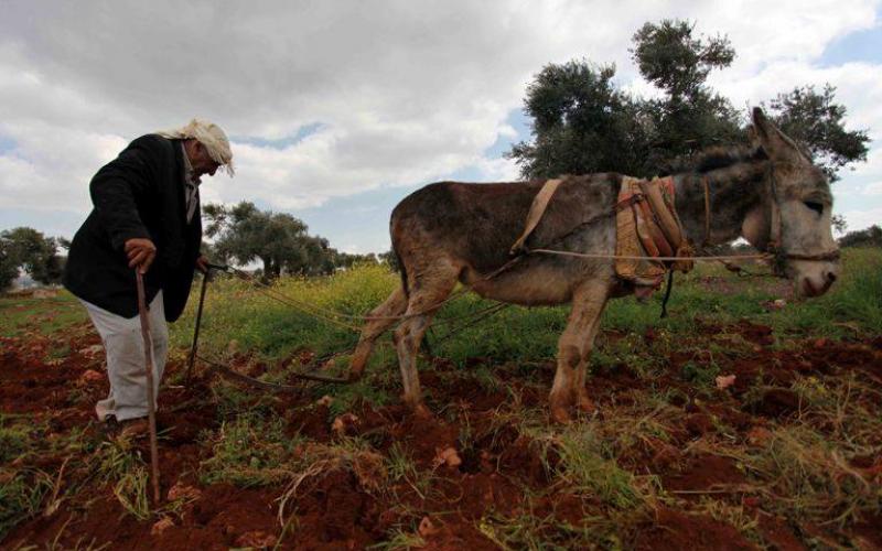 ‫‏صور‬: مزارع يحرث أرضه في قرية قريوت