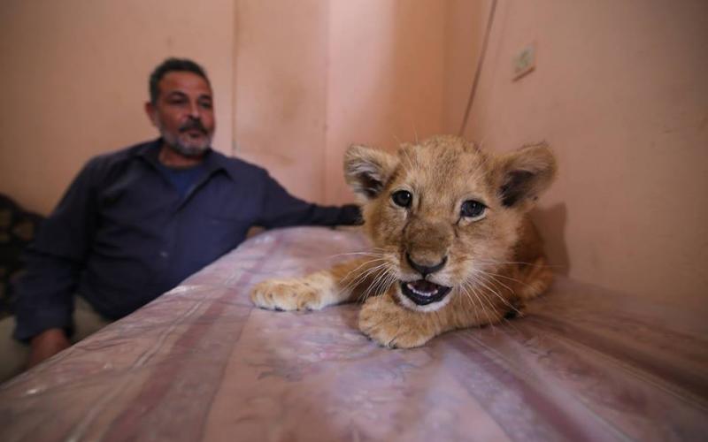 صور: أسود من وسط مخيم الشابورة برفح