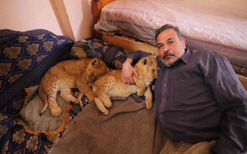صور: أسود من وسط مخيم الشابورة برفح