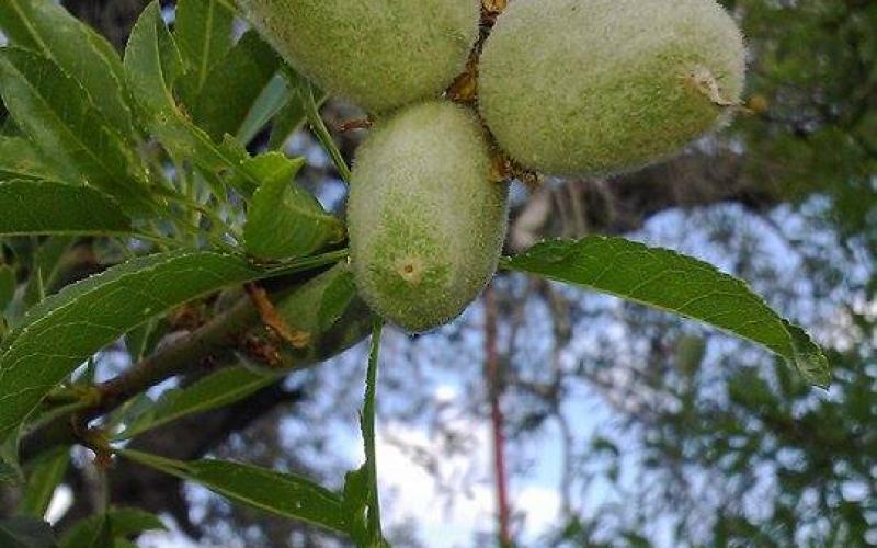 صور: الربيع في قرية "كفل حارس" بسلفيت