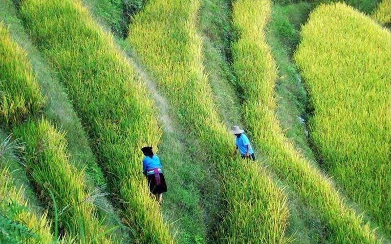 صور: حقول الأرز المدرجة في الصين