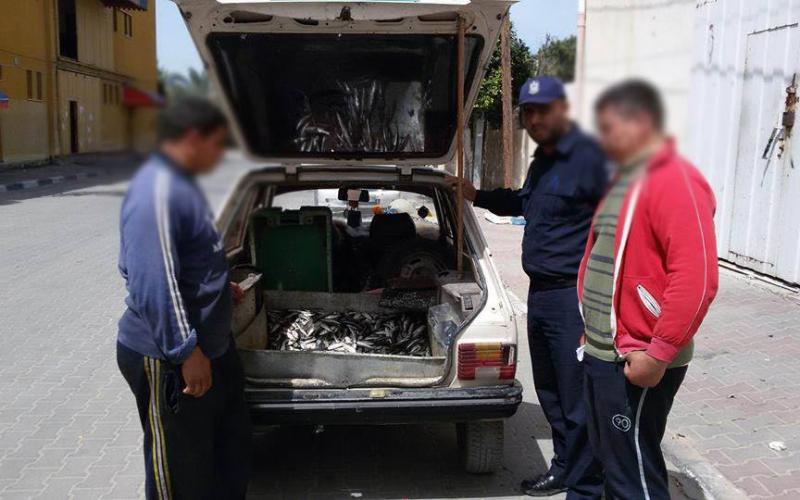 بالصور: إتلاف أسماك فاسدة بالمغازي
