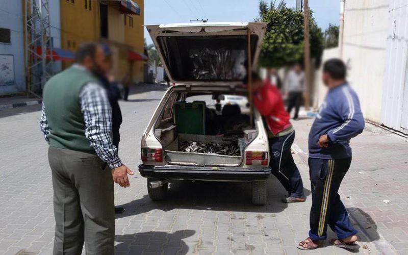 بالصور: إتلاف أسماك فاسدة بالمغازي