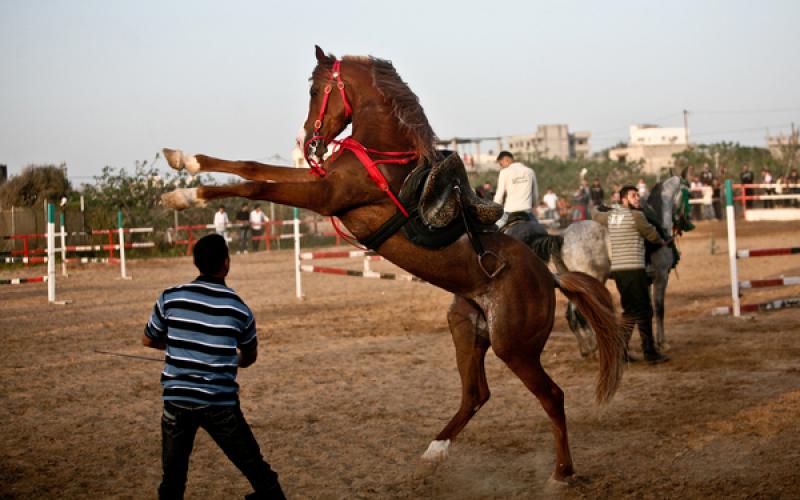 صور.. رياضة ركوب الخيل بغزة