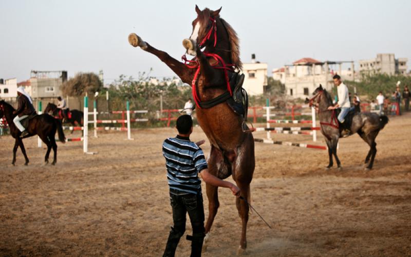 صور.. رياضة ركوب الخيل بغزة