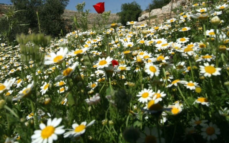 صور.. سحر الربيع الخلاب في الضفة المحتلة