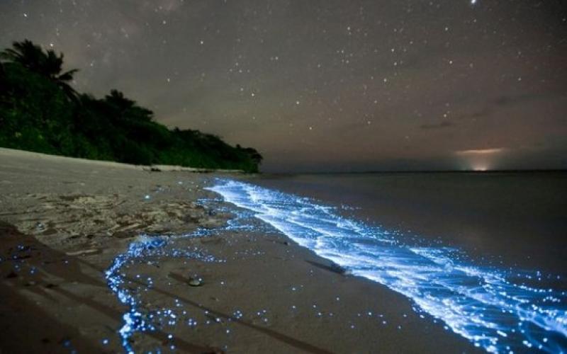 صور..ظاهرة طبيعية تجعل الشواطئ تتلألأ كالنجوم‏