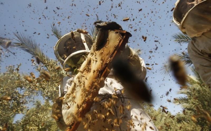 بالصور.. موسم جني "العسل" في غزة