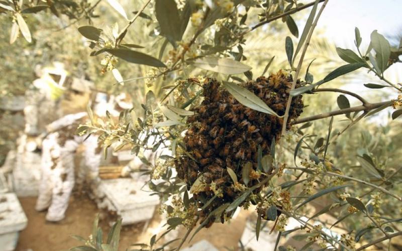 بالصور.. موسم جني "العسل" في غزة