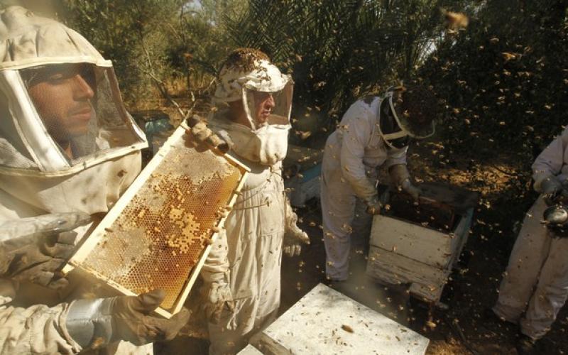 بالصور.. موسم جني "العسل" في غزة