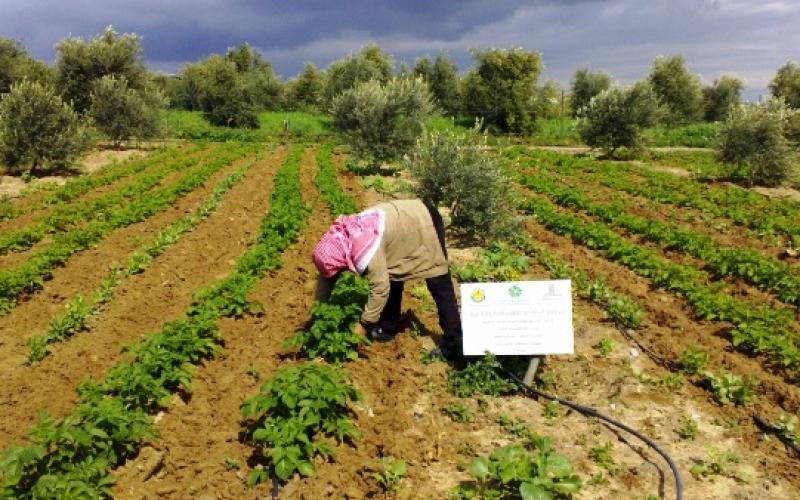 بالصور:مشروع بـ 28 مليون$ لتطوير جحر الديك