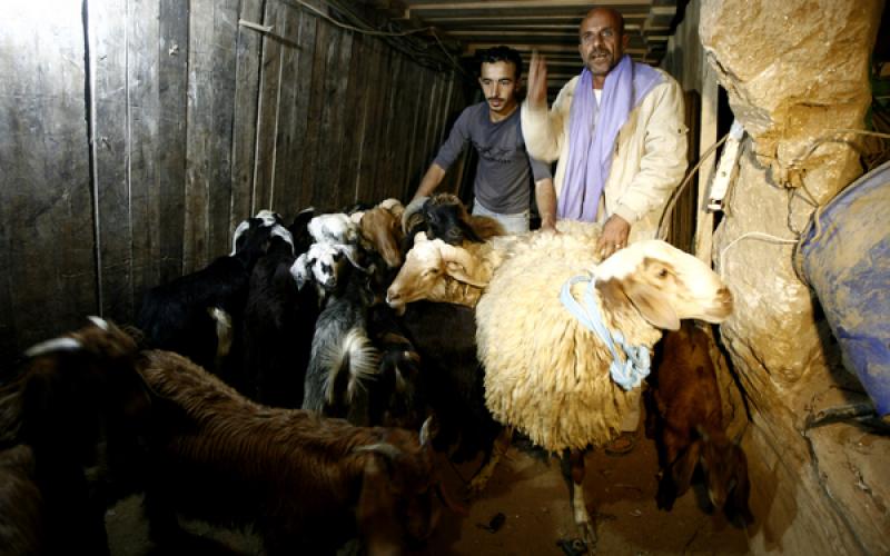 صور: تهريب المواشي عبر الأنفاق إلى غزة