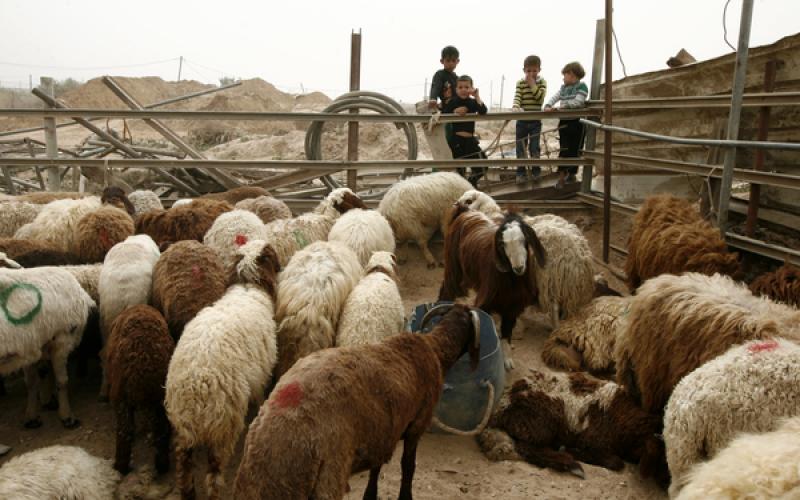 صور: تهريب المواشي عبر الأنفاق إلى غزة