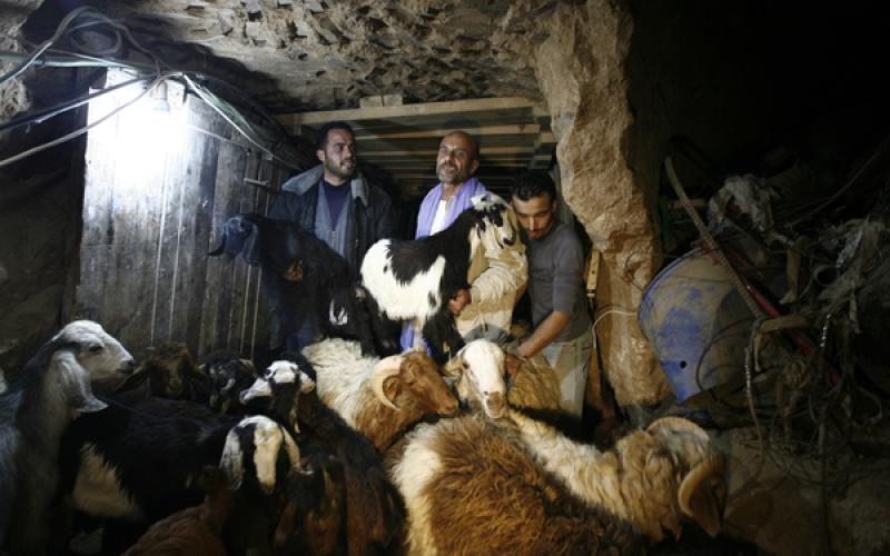صور: تهريب المواشي عبر الأنفاق إلى غزة