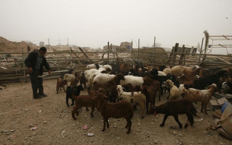 صور: تهريب المواشي عبر الأنفاق إلى غزة