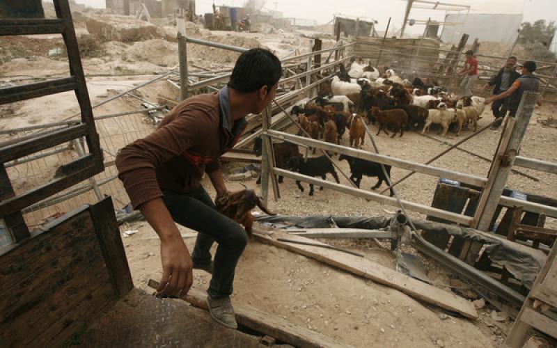 صور: تهريب المواشي عبر الأنفاق إلى غزة