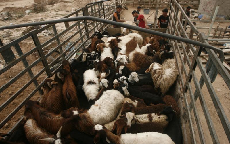 صور: تهريب المواشي عبر الأنفاق إلى غزة