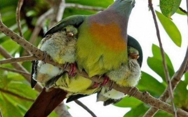 صور: جمال الأمومة عند الحيوانات