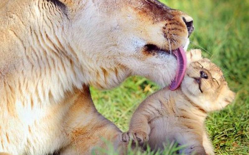 صور: جمال الأمومة عند الحيوانات