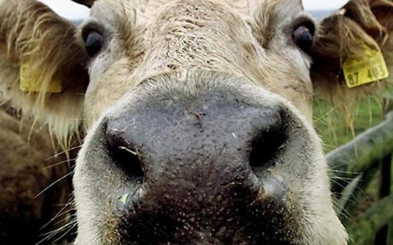 صور: فضائح المواد الغذائية في ألمانيا