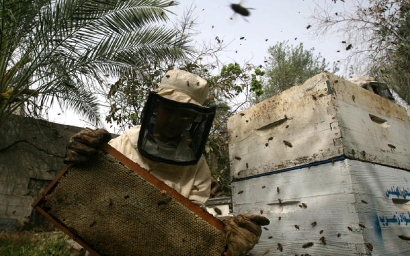 صور: منحل للعسل جنوب قطاع غزة