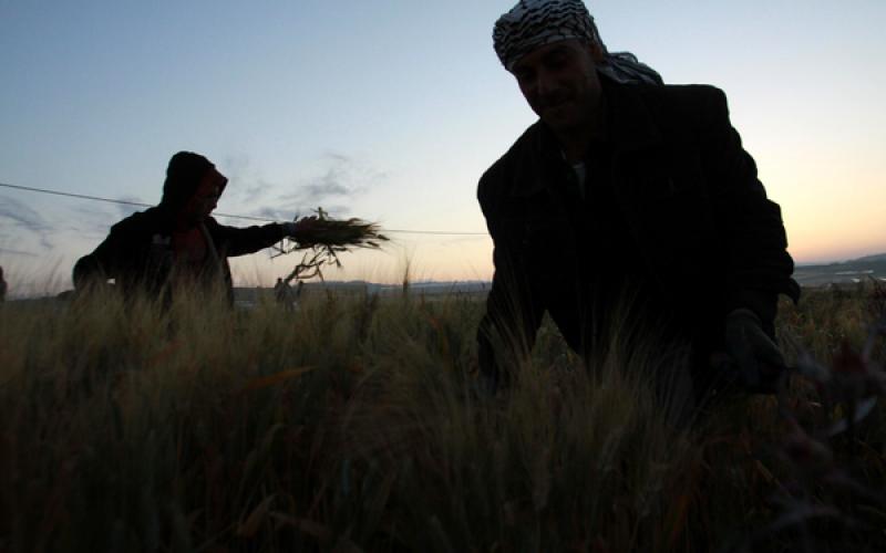 صور: حصاد القمح في الضفة الغربية