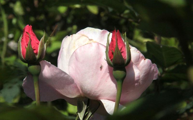 صور: الورد يزهر في ربيع غزة