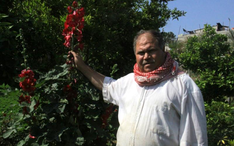 صور: الورد يزهر في ربيع غزة