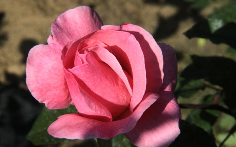 صور: الورد يزهر في ربيع غزة