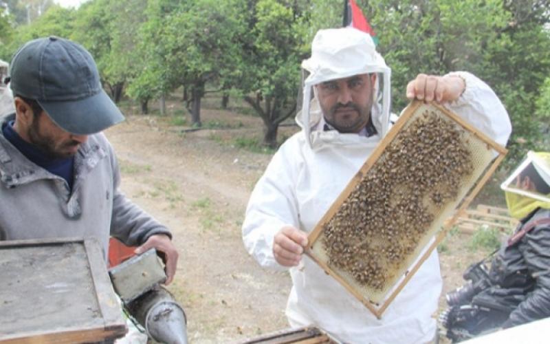 صور: الزراعة تفتتح موسم جني العسل