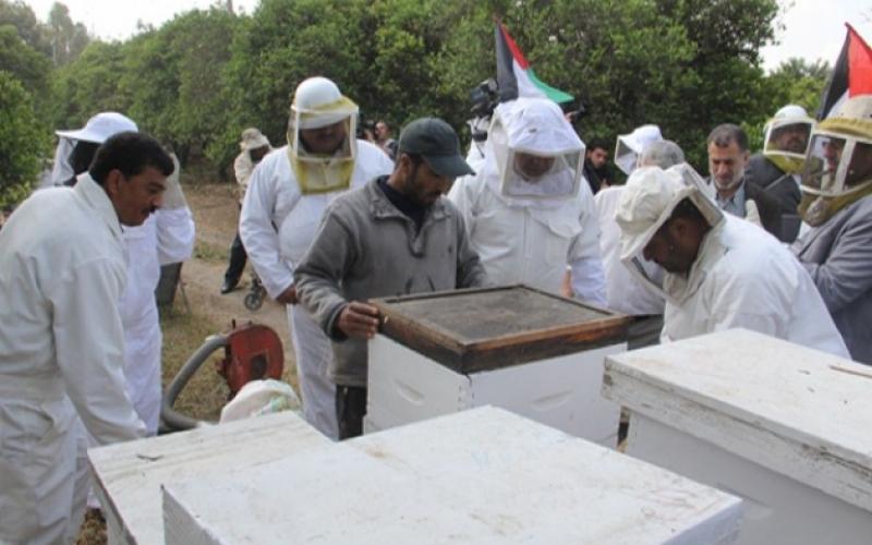 صور: الزراعة تفتتح موسم جني العسل