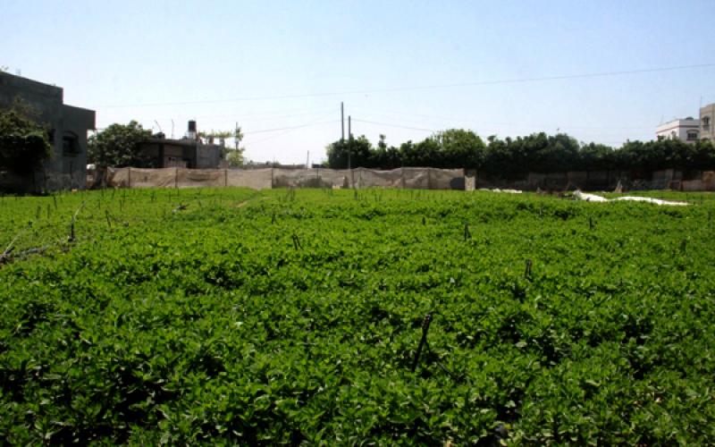 بالصور: النعناع.. دخلٌ للمزارع وعلاجٌ للفقير