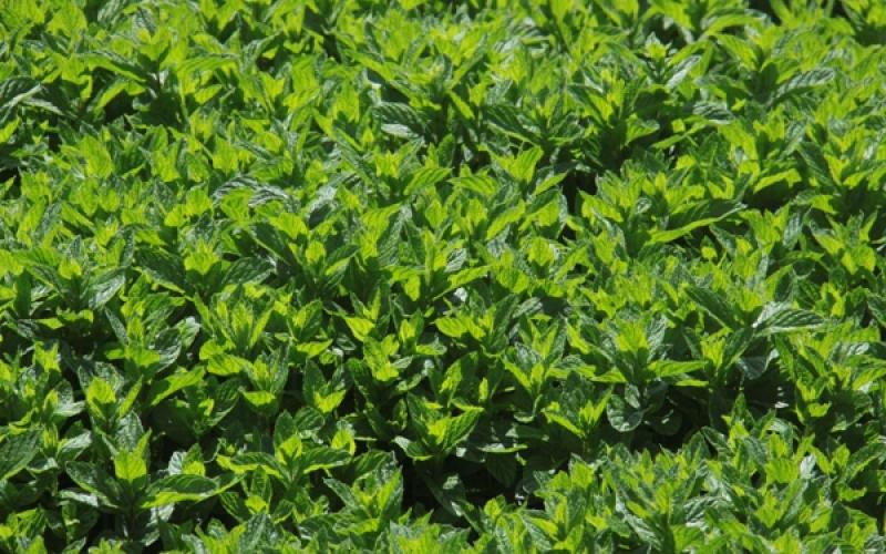 بالصور: النعناع.. دخلٌ للمزارع وعلاجٌ للفقير
