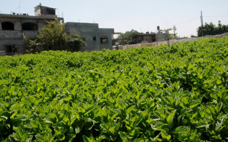 بالصور: النعناع.. دخلٌ للمزارع وعلاجٌ للفقير