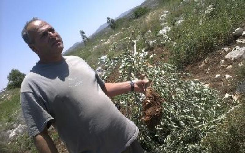 بالصور:أشجار "عرابة" تقتلع وحماس تدعو للجم المستوطنين