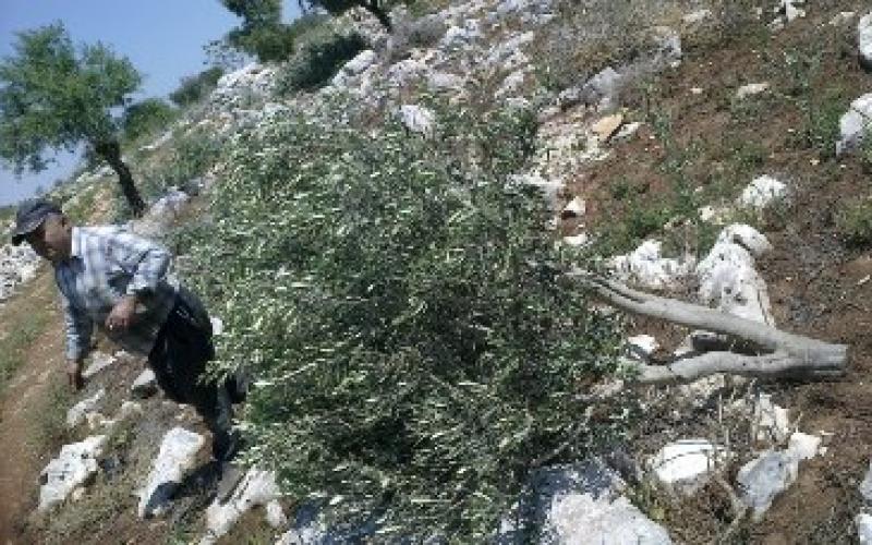 بالصور:أشجار "عرابة" تقتلع وحماس تدعو للجم المستوطنين