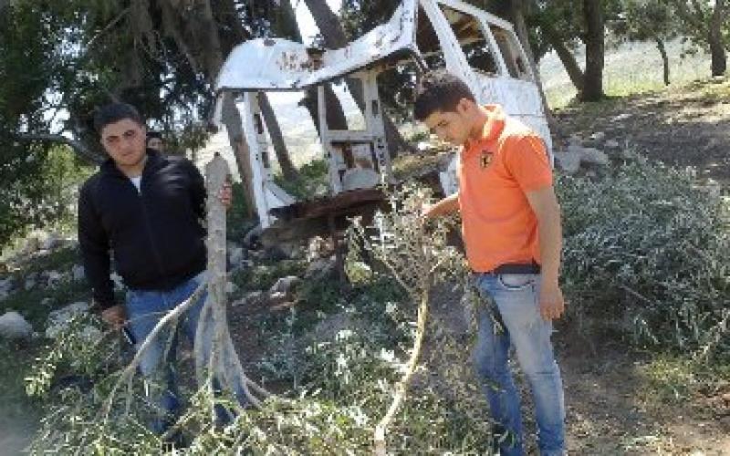 بالصور:أشجار "عرابة" تقتلع وحماس تدعو للجم المستوطنين