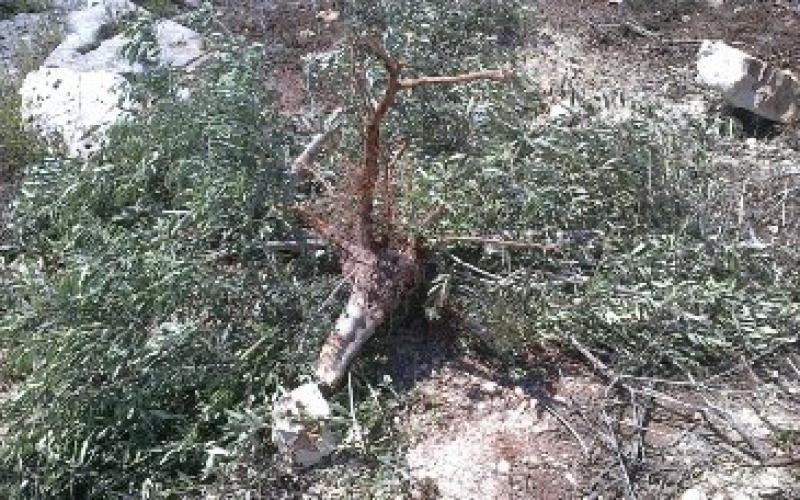بالصور:أشجار "عرابة" تقتلع وحماس تدعو للجم المستوطنين