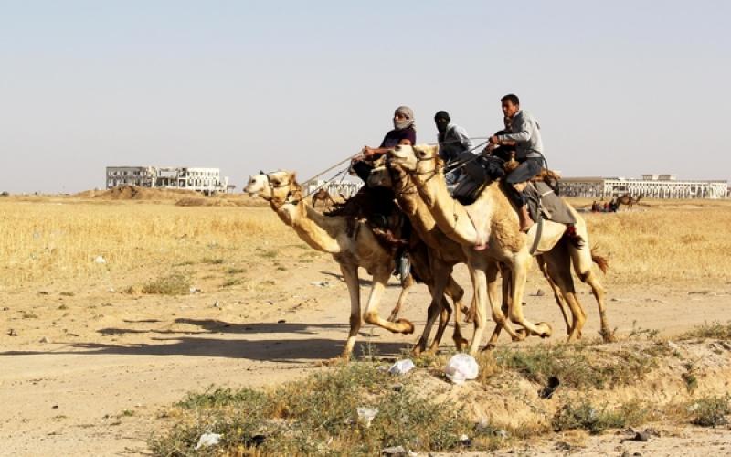 صور: سباق "الهجن" في خانيونس