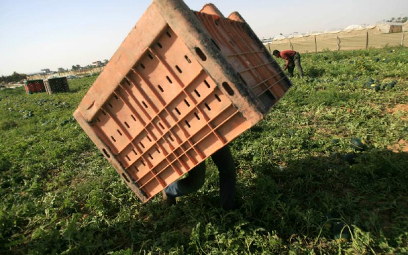 صور: بطيخ غزة