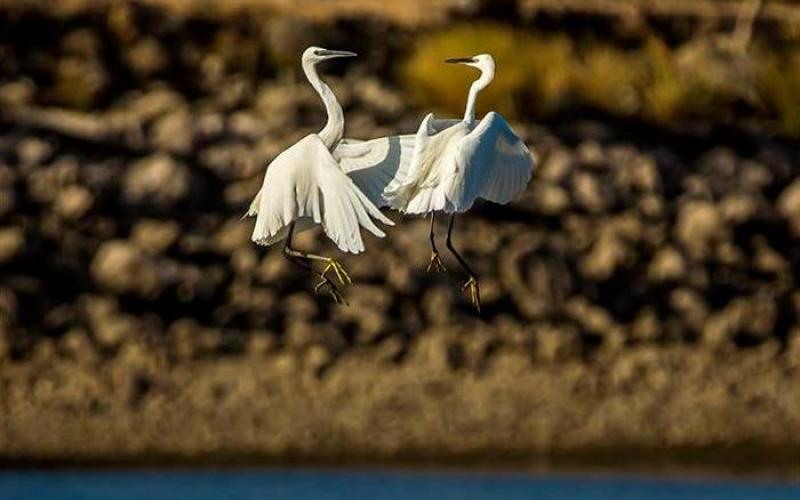 صور: الطبيعة الخلابة جنوب حيفا