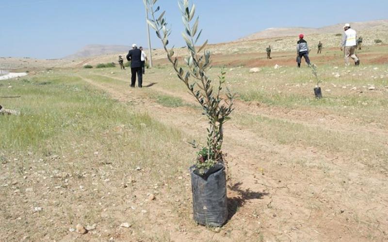 صور: زراعة أشجار بأراضي مهددة بالاغوار‎