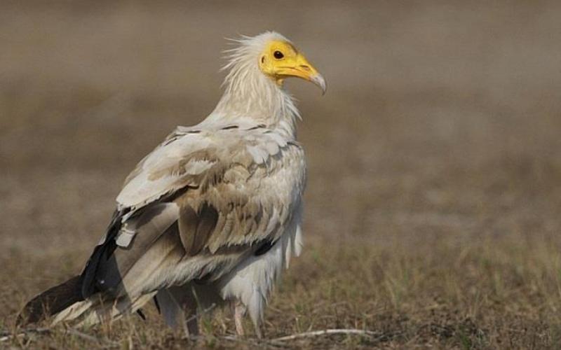 صور: طيور مهددة بالانقراض