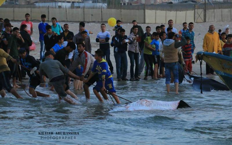 صور: أسماك "الوطواط" في غزة