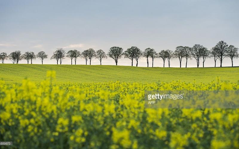 صور: الحياة الطبيعية في ألمانيا