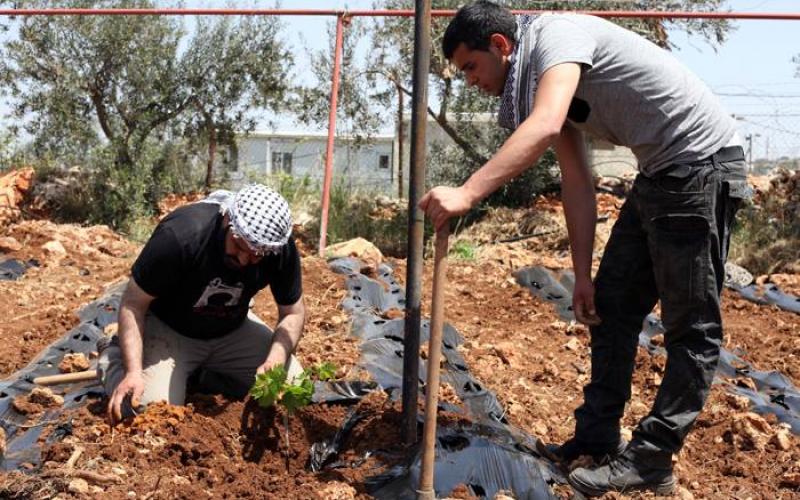 صور: زراعة أراضي مهددة بالمصادرة في بيت لحم