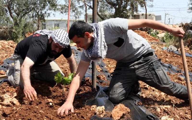 صور: زراعة أراضي مهددة بالمصادرة في بيت لحم